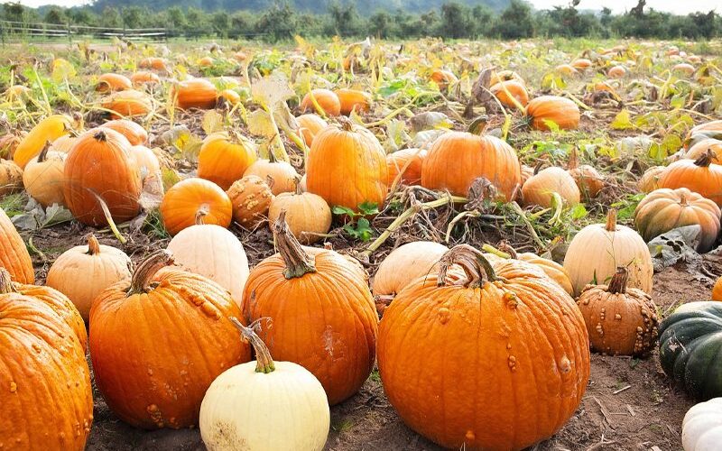 Autumn Activities for Your Family_Sing and Speak 4 Kids