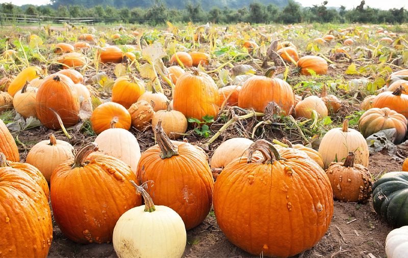 Fall Activities for Your Family