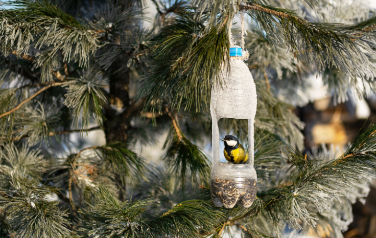 sing-and-speak-4-kids-bird-feeding