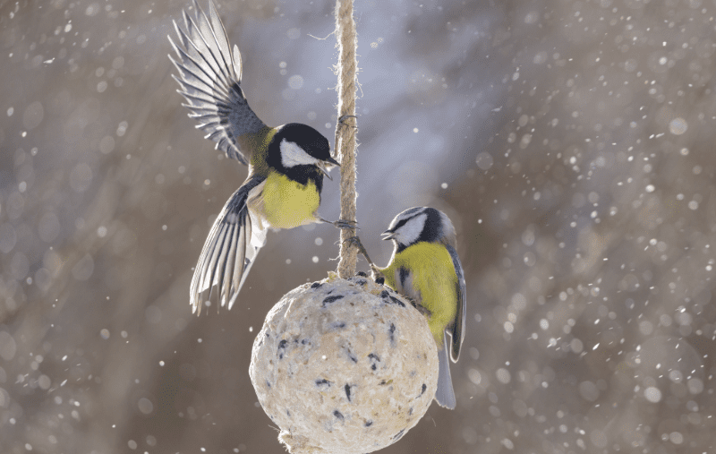 Celebrate National Bird Feeding Month: Family and Classroom Activities