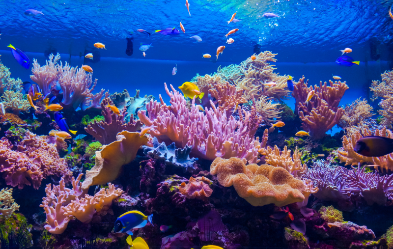 Creative and Educational Activities for Coral Reef Awareness Week