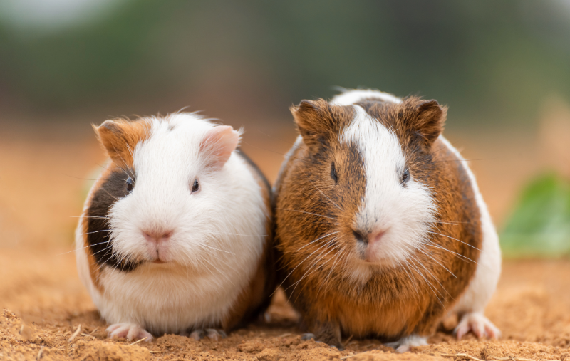 sing-and-speak-4-kids-family-pets-guineapig