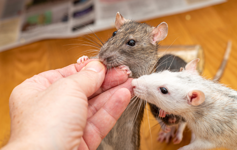 sing-and-speak-4-kids-family-pets-rat